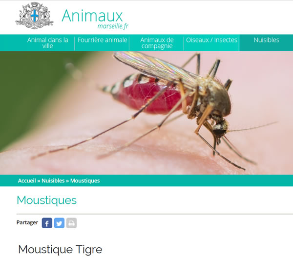 Le moustique Tigre