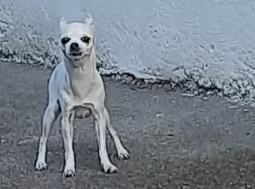 Chien dans la Panouse