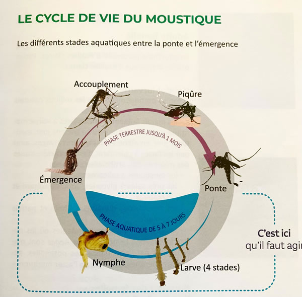 Alerte Moustique